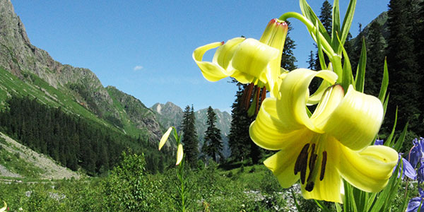 Поляна на пути к перевалу Санчаро Ущелье Санчаро 9